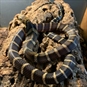 Venomous Snake Tour Bristol - Snake Curled up